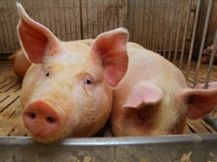 VEZG 1,50 € i rosnący popyt. Rynek tuczników łapie oddech