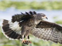 Inwazyjne gatunki zawróciły ptaka znad przepaści. Miał już wyginąć
