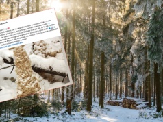 Leśnicy zauważyli to z daleka, podeszli bliżej i oniemieli. "Cud natury"