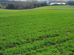 Chowacze, zgorzele, Phoma w rzepaku – co zrobić, by nie przegrać plonu?