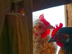 Mieszkańcy mają dość piania kur. Władze chcą podjąć kontrowersyjne kroki