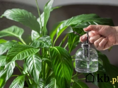 Skrzydłokwiat marnieje? Ten jeden błąd w podlewaniu niszczy liście i kwiaty