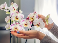 Rozcieńczam i spryskuję tym storczyka. Dzięki temu w końcu wypuszcza kwiaty