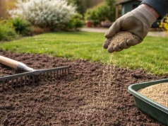 Zasiej trawę w tym terminie, a uzyskasz gęsty i zieloniutki dywan