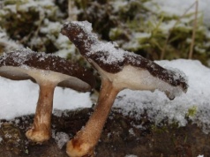 Nie daj się nabrać. Ten zimowy grzyb wygląda kusząco, ale ma jedną wadę
