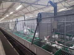 Hodowla królików na mięso: 83 tys. sztuk rocznie w Krotoszynie