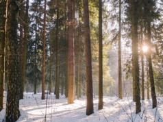 Widzisz orzełka na śniegu? To niekoniecznie musi być dzieło człowieka