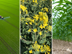 Nowości ProAgri 2026: skuteczna ochrona zbóż, rzepaku i kukurydzy