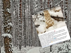 Leśnicy przecierali oczy ze zdumienia. Na tak rzadki cud natury trafia się raz w życiu