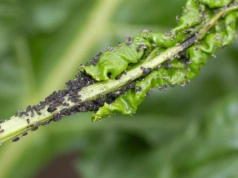 Jak zapobiegać powstawaniu odporności na insektycydy?