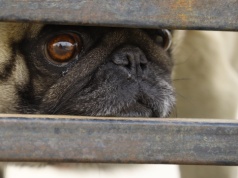 Brachycefalia poza buldogiem i mopsem – naukowcy po raz pierwszy zbadali czternaście innych ras