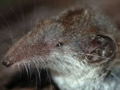 Zębiełek białawy okazał się nowym lokatorem rezerwatu przyrody w Krzemionkach