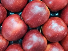 Ceny jabłek deserowych luty 2026. Stawki hurtu rosną