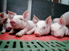 Duńskie warchlaki znów drożeją! Piąta podwyżka z rzędu i +30 DKK na sztuce w tydzień