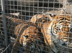 Pierwszy tak surowy wyrok za znęcanie się nad dzikimi zwierzętami