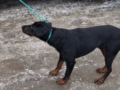 Drops wrócił do schroniska. Policjanci pomogli w odzyskaniu uprowadzonego psa