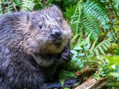 Miasto chciało pozbyć się bobrów. Karabinki i amunicja nie przekonały