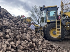 Ponad 2,57 mln ton wyprodukowanego cukru. ZPC podsumowuje sezon 2025/2026