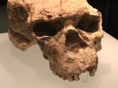 Czaszki sprzed 1,8 mln lat. Zaskakujące odkrycie z Chin