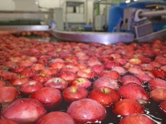 Już nie tylko jabłka. Oto polskie produkty ekologiczne, za którymi szaleją za granicą