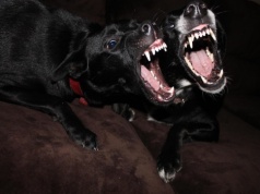 Podkarpacie w czołówce statystyk pogryzień. Obowiązkowe OC dla opiekunów psów pomoże?