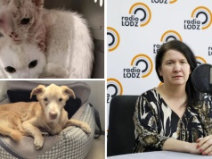 W Polsce potrzebna jest zmiana przepisów o ochronie zwierząt? Katarzyna Rezler z SOS Animal gościem RŁ