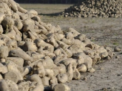 Średnio 72 tony buraków z hektara. Rekordowy sezon, ale plantatorów ubywa