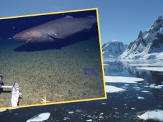 Pokazali, co spotkali na dnie Antarktyki. To pierwszy raz w historii