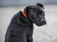 Polacy podzieleni w sprawie obowiązkowego OC dla opiekunów psów, choć pogryzień jest więcej niż wypadków drogowych