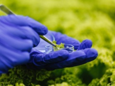 Szkiełko i oko. Nanonawozy