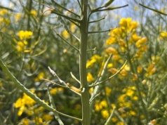 Cena rzepaku nieznacznie spadła na MATIF