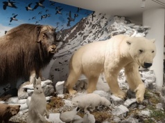 Ekologia. Bez. Ogródek. Muzeum Przyrodnicze UŁ