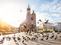 Kraków testuje antykoncepcję dla gołębi. Miasto chce humanitarnie ograniczyć ich populację