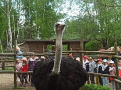 Sprawa skatowanego strusia. „Łukasz S. szedł z zamiarem zgwałcenia Zenka. Jest dumny z tego”. Wyrok wkrótce