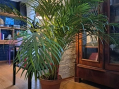 Zalej ciepłą wodą, odczekaj 2 dni i podlej palmę. W mig wypuści nowe liście, a starsze przestaną schnąć