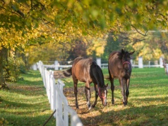 Czy zwierzęta można wnieść aportem do spółki?