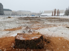 Klejnot w koronie pisowskiego szaleństwa stał się genialnym projektem KO. Na razie wyrżnięto drzewa