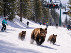 Niedźwiedzie na stoku narciarskim w Kalifornii. Zaskakujące nagranie z Lake Tahoe