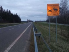 Zderzenie może mieć fatalne skutki. Są szczególnie aktywne zimą