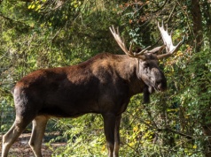 Ekspert ostrzega: Populacja olbrzymów się odbudowała. Ryzyko rośnie