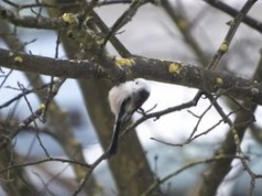 Niezwykły raniuszek pojawił się w Pile. To ptak roku 2025