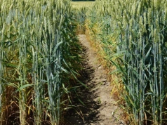 Pszenica jara: Lista Odmian Zalecanych w województwach