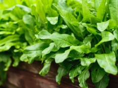 Szczawik zajęczy – smak i samo zdrowie