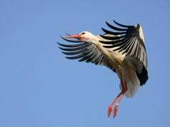 Duże nieporozumienie co do bocianów. Stąd wieści, że wracają z Afryki
