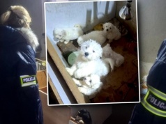 Koszmar zwierząt pod Piątkiem. Szczeniaki umierały w domach nowych właścicieli