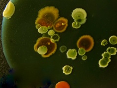 Mikroroboty z bakterii? Najpierw trzeba było sprawdzić, czy ich kompas naprawdę daje radę