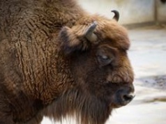 Pomorze Zachodnie: Zakończyło się liczenie żubrów