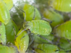 Mszyce nie tkną kopru ani sałaty. Wystarczy, że spryskasz je tym