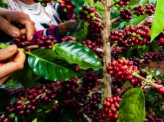 Zmiana klimatu zabiera kawę. Analiza Climate Central pokazuje dramatyczny wzrost dni z upałem