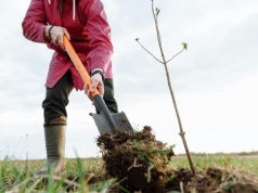 Sadownicy ostrzegają: zły sąsiad w ogrodzie może zniszczyć plony. Tych drzew nigdy nie łącz